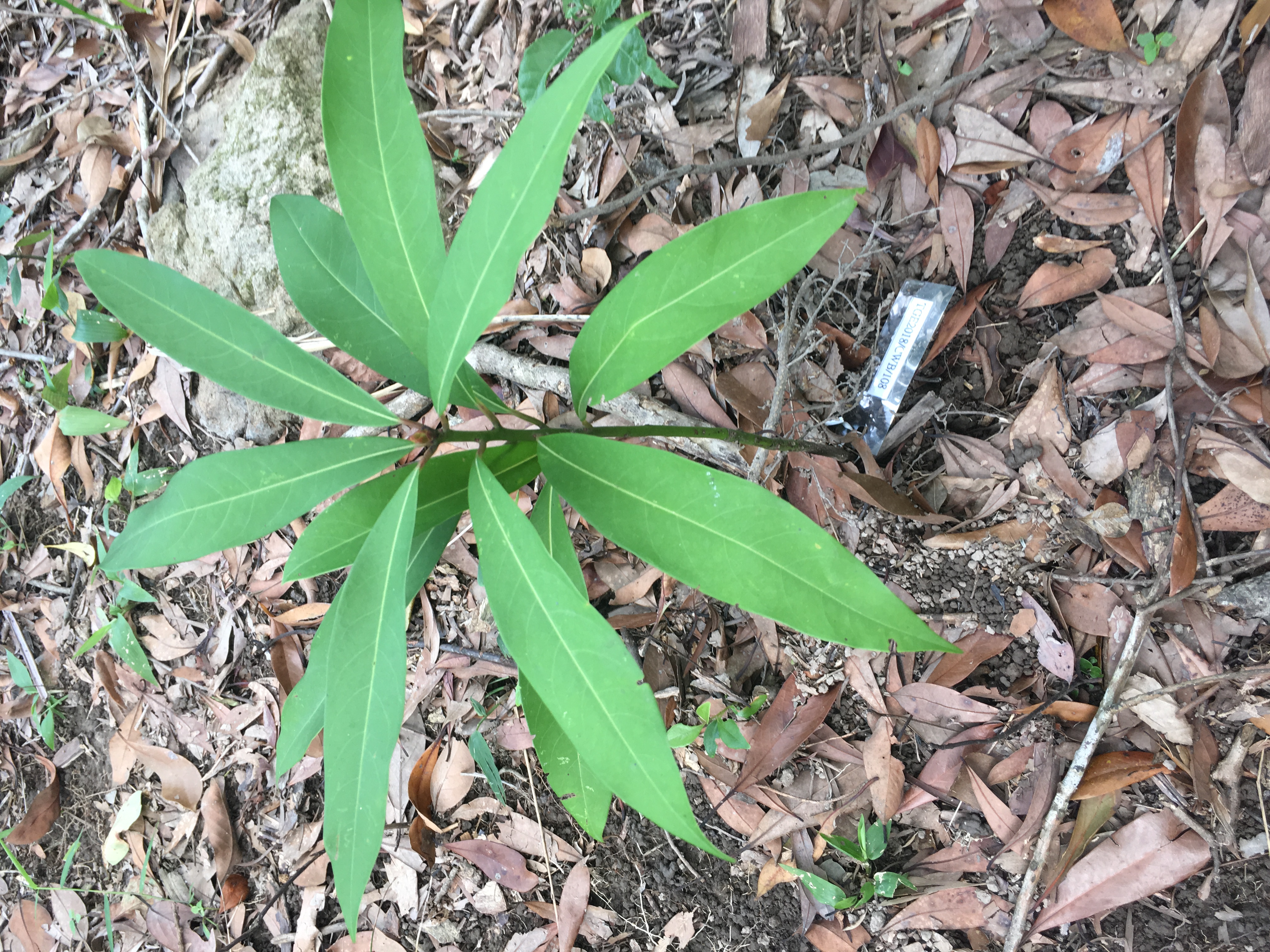 刨花潤楠