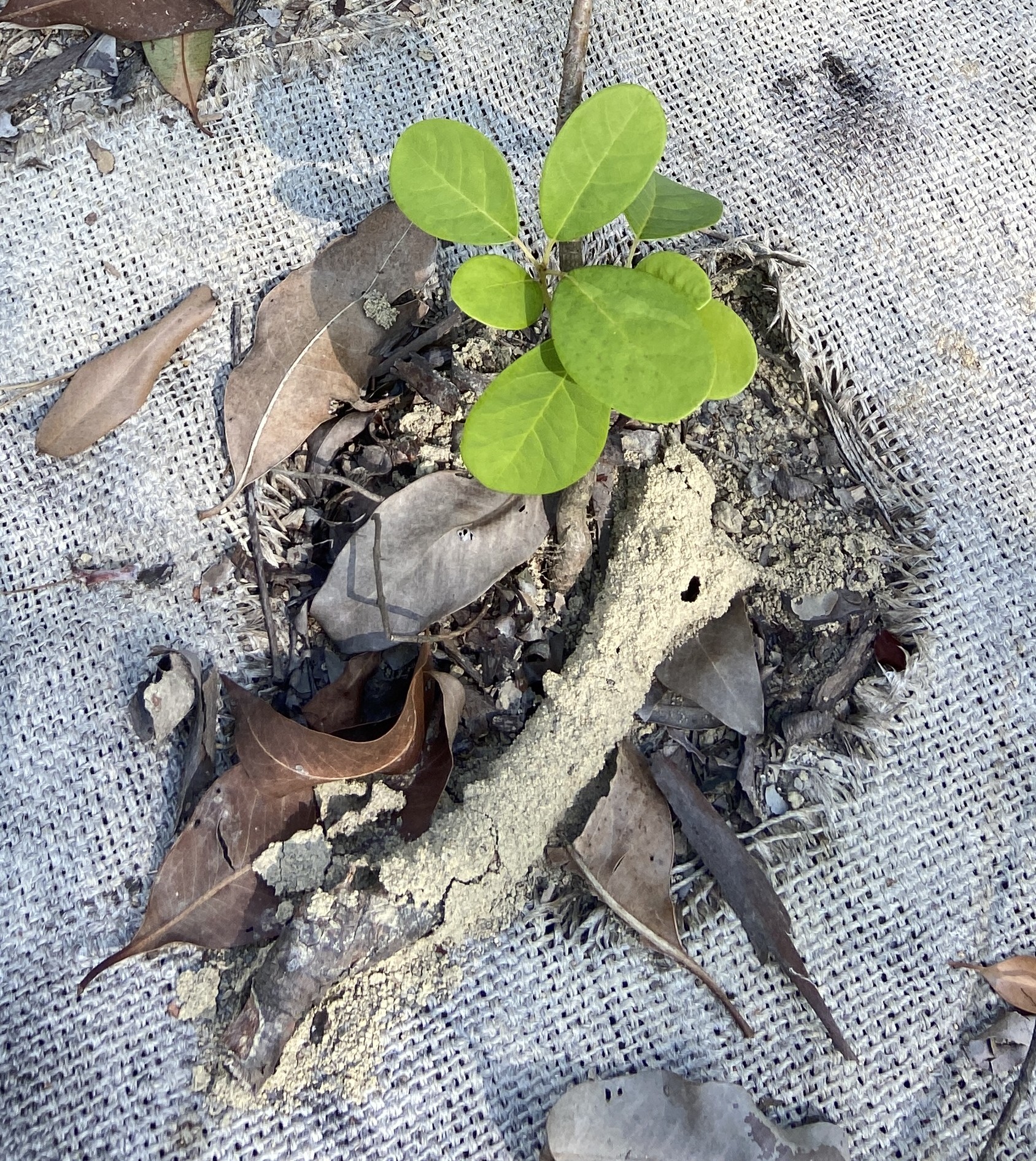 土蜜樹